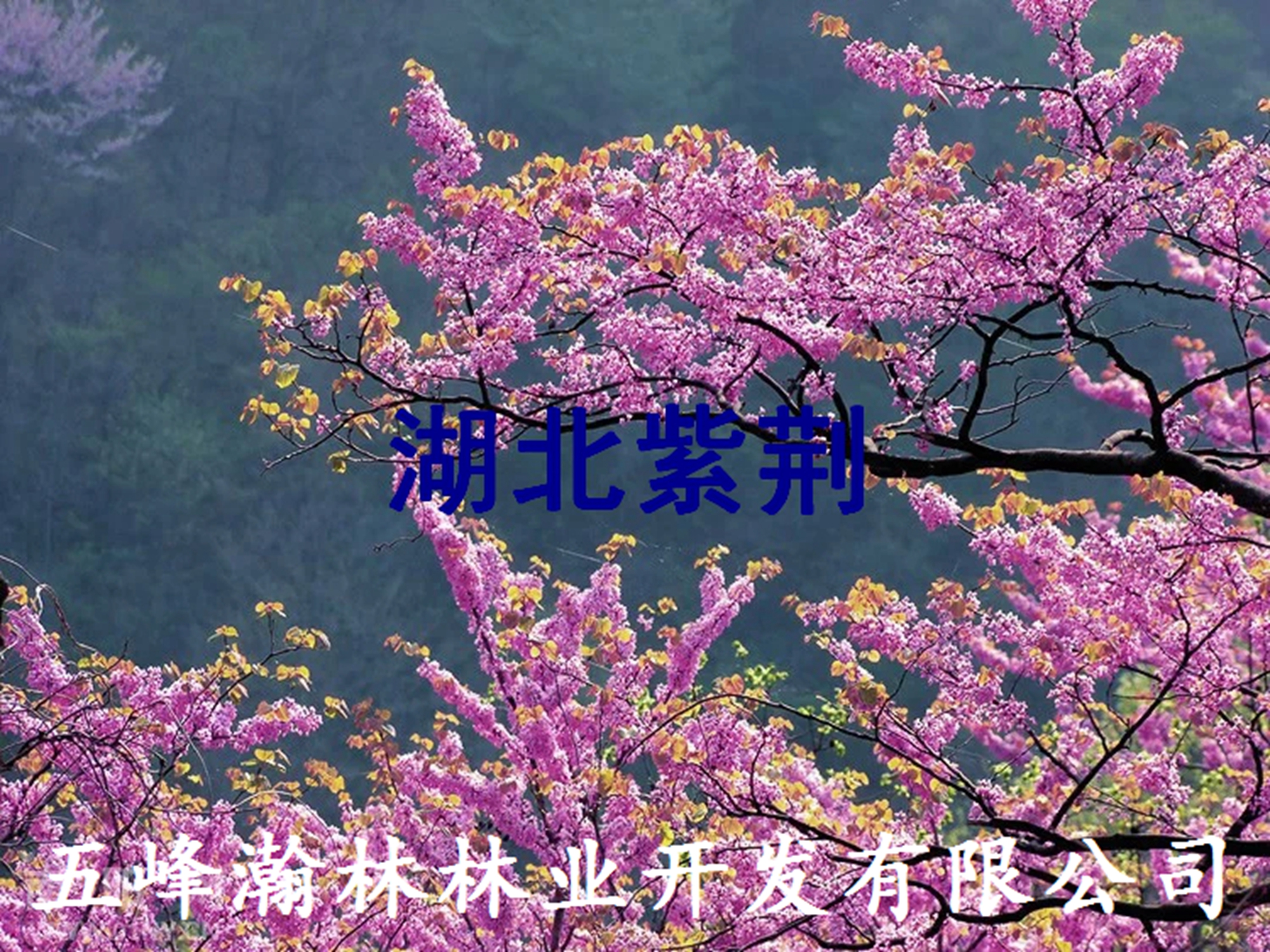 供應湖北紫荊種子