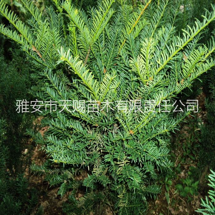 供應(yīng)雅安曼地亞紅豆杉枝條供應(yīng)基地