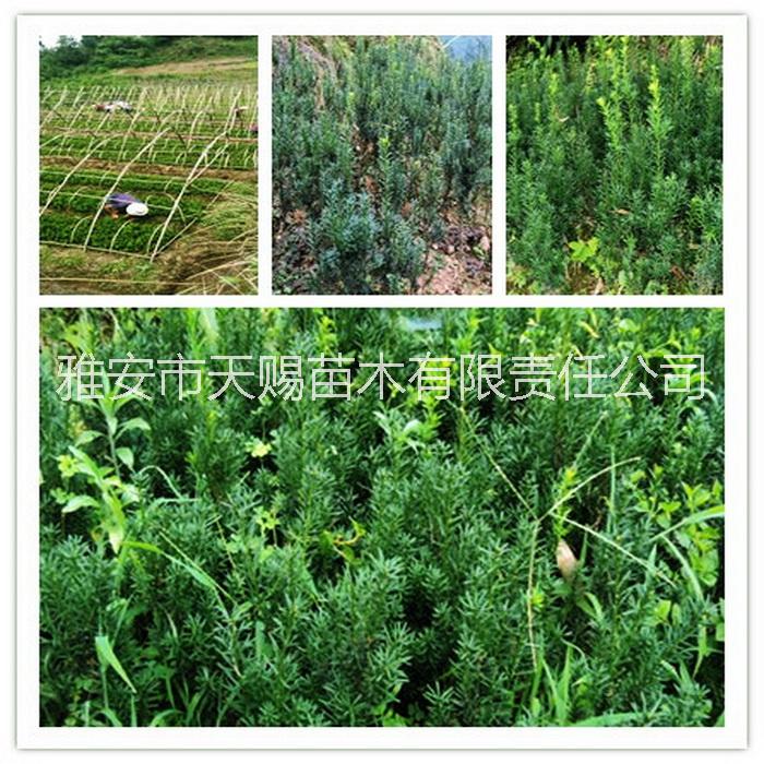 供應(yīng)*供應(yīng)曼地亞紅豆杉枝條特價(jià)苗木