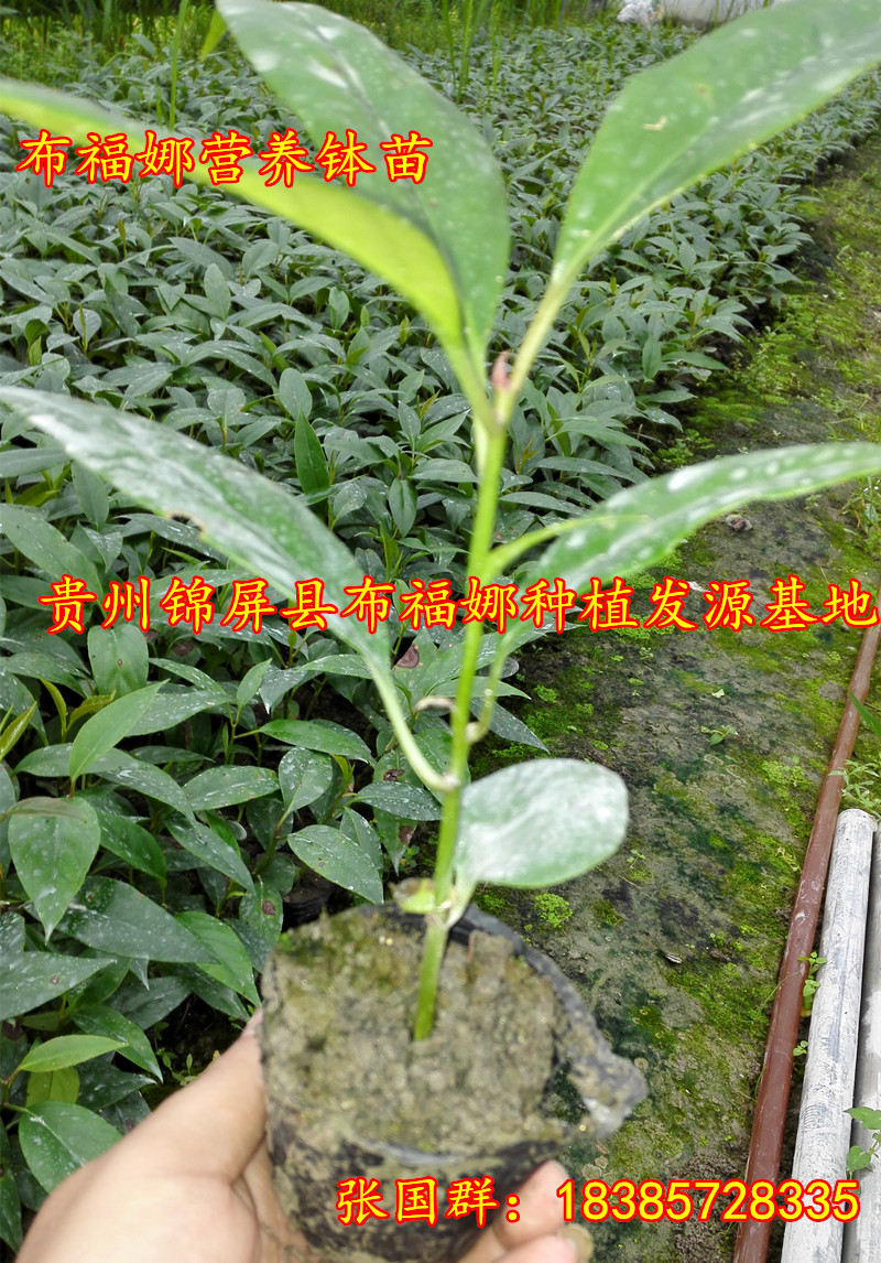 供應(yīng)菠蘿葡萄，菠蘿葡萄種苗，菠蘿葡萄樹苗，菠蘿葡萄種植基地