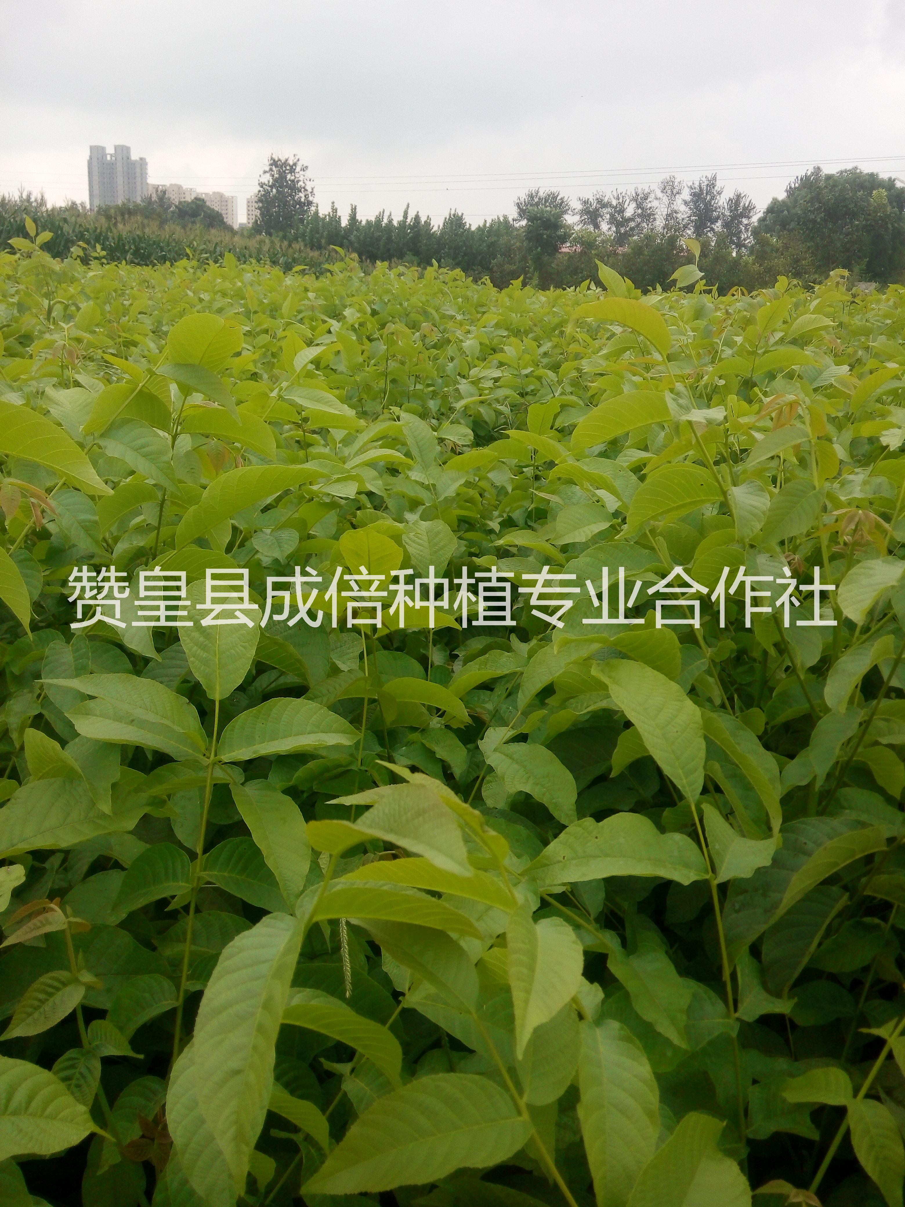 供應(yīng)求購(gòu)核桃樹(shù)苗 核桃苗 遼核核桃苗 薄皮核桃苗