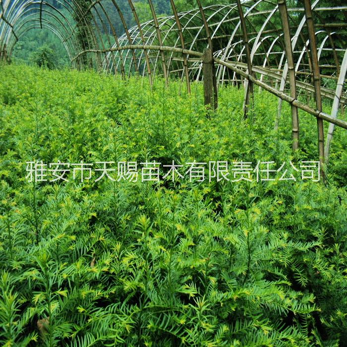 供應(yīng)南方紅豆杉果實小苗工程樹杯苗盆栽