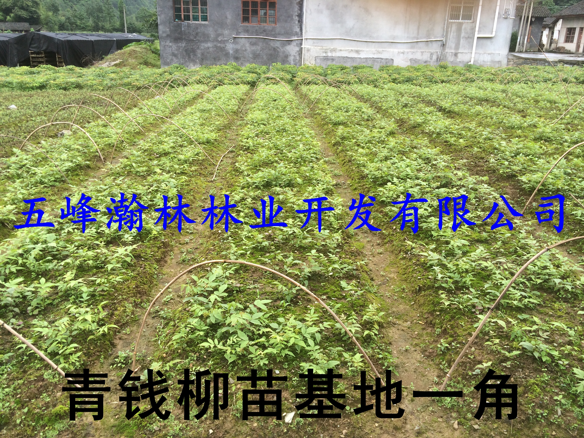 供應青錢柳嫩葉茶