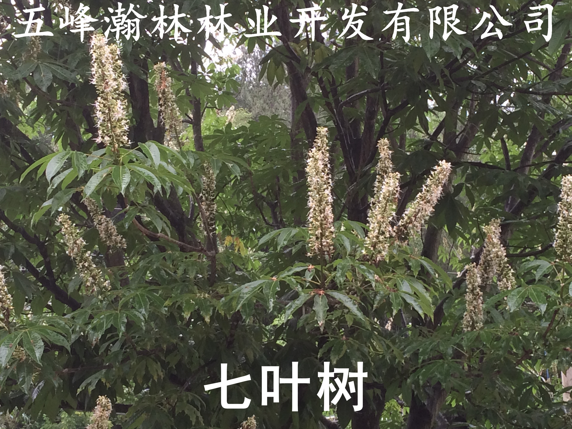 供應(yīng)武漢七葉樹(shù)苗批發(fā)供應(yīng) 武漢七葉樹(shù)苗批發(fā)供應(yīng)