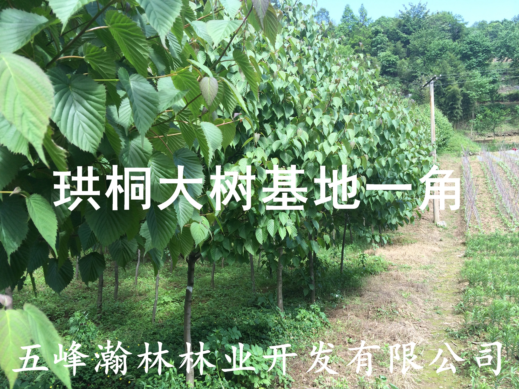 供應珙桐樹苗