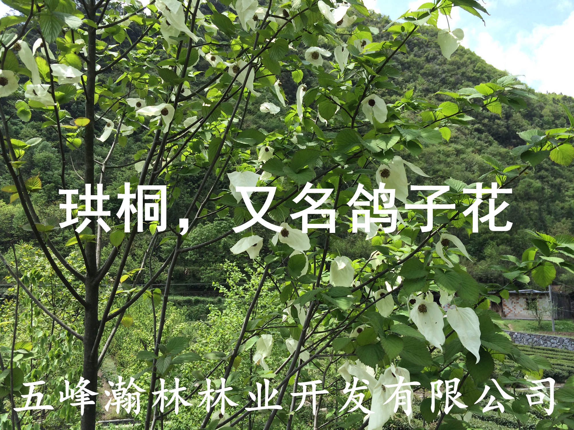 供應(yīng)鴿子花大苗