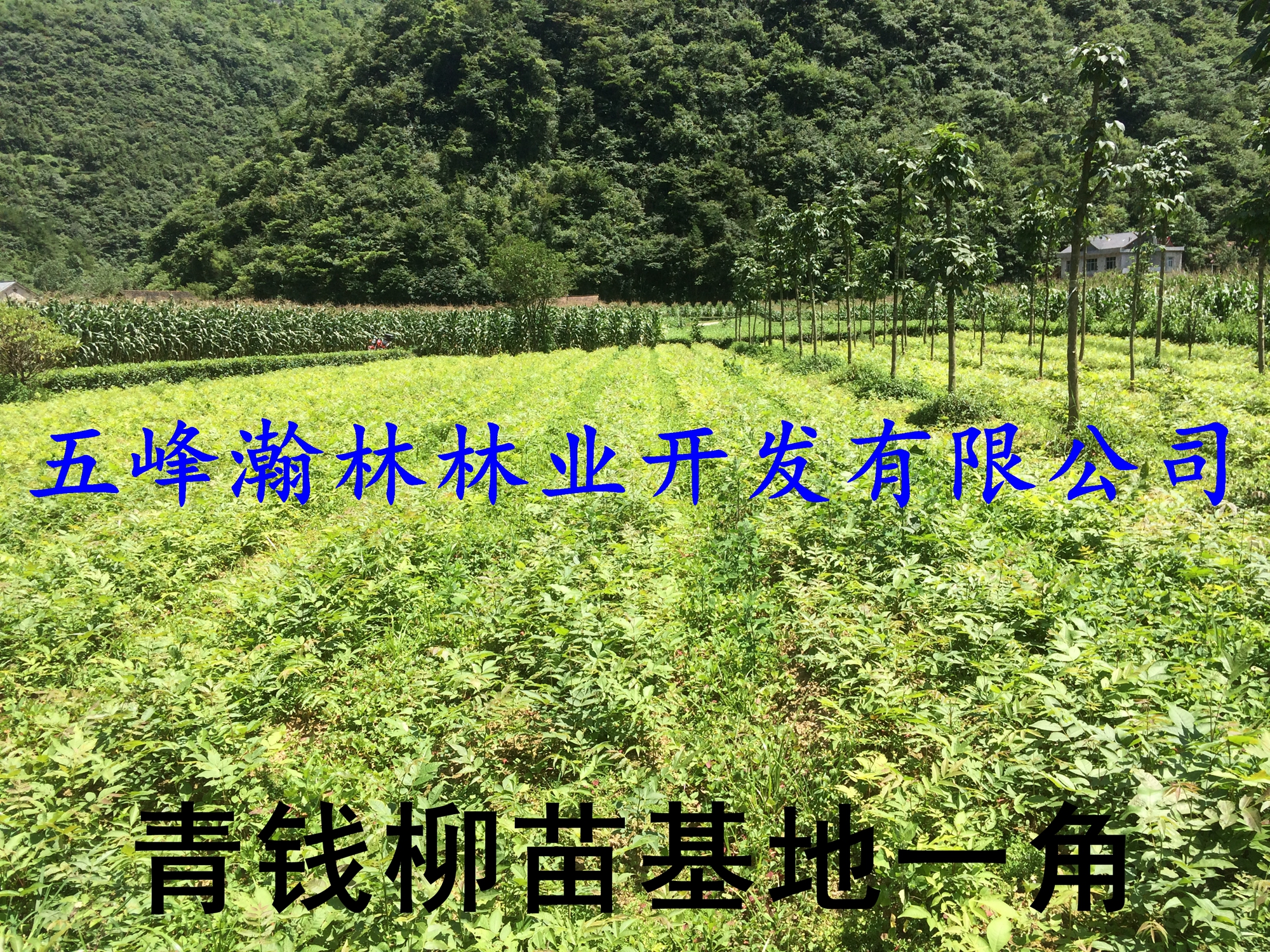 供應(yīng)供應(yīng)青錢柳干葉,青錢柳干葉,搖錢樹