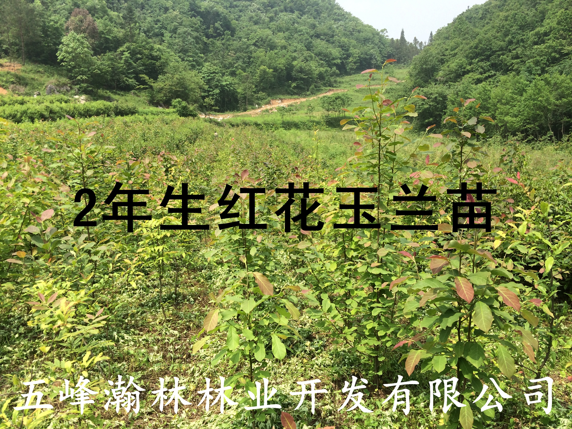 供應(yīng)湖北紅花玉蘭批發(fā)多少錢