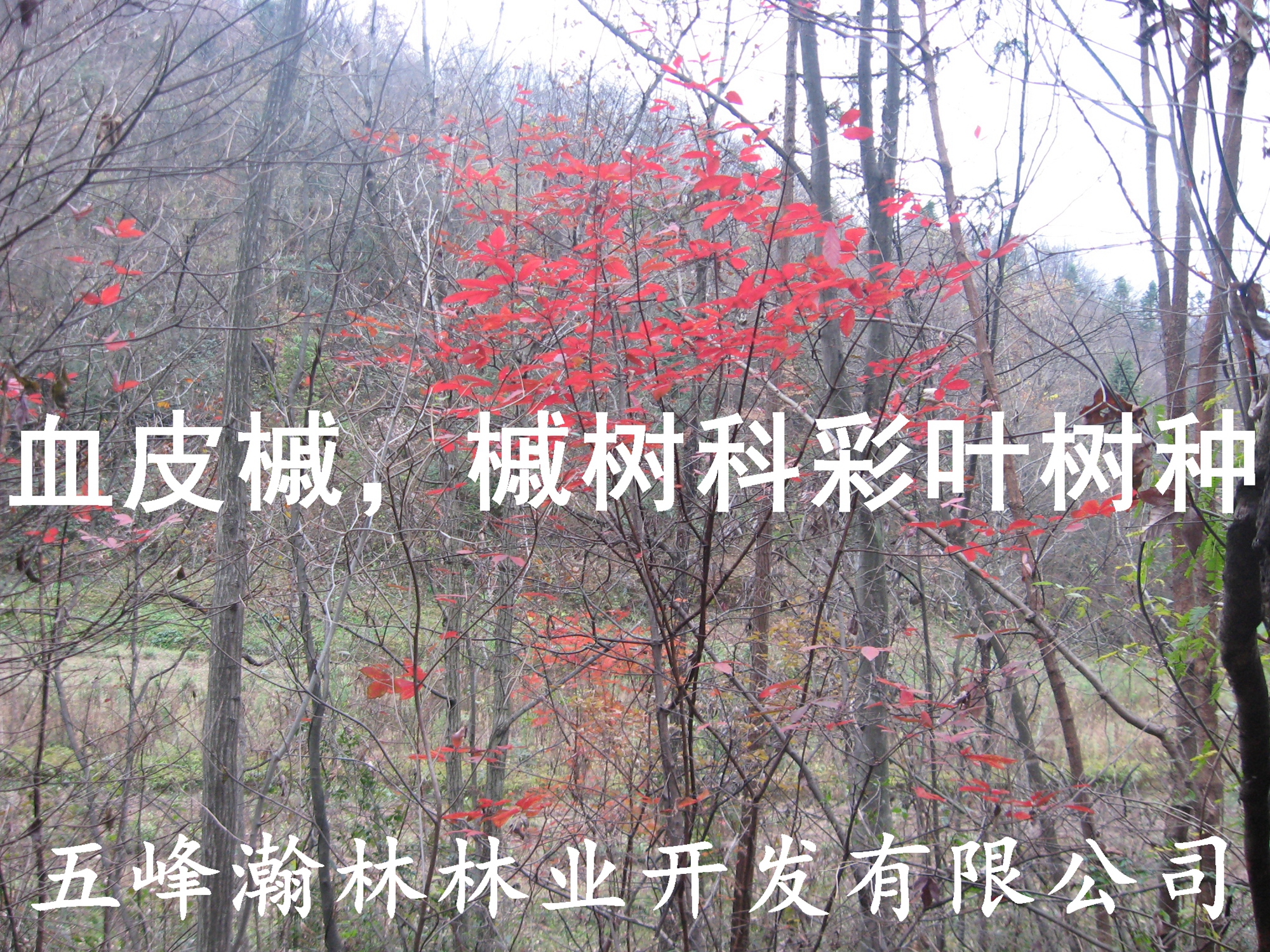 供應(yīng)彩葉樹槭樹科槭樹屬血皮槭苗