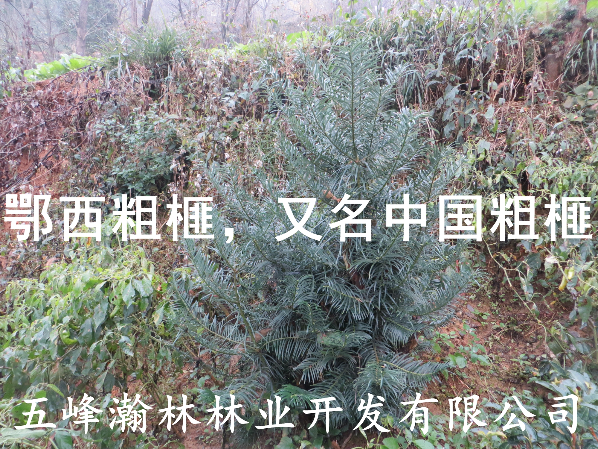 供應(yīng)粗榧苗/鄂西粗榧苗/粗榧杉苗
