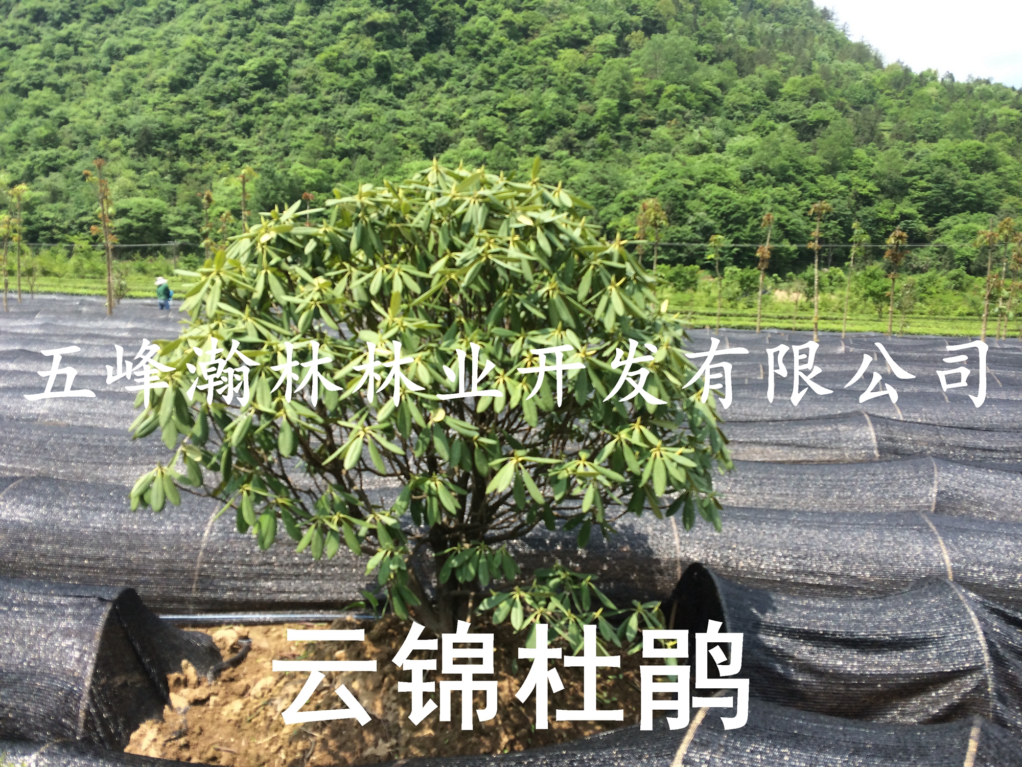 供應(yīng)湖北云錦杜鵑小苗
