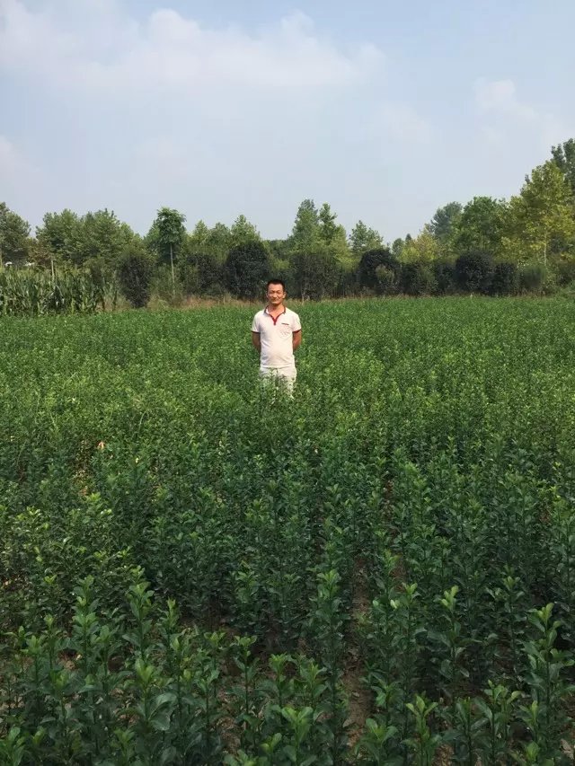 大葉黃楊 大葉黃楊苗