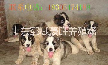 供應用于貿(mào)易的浙江嘉興小狗價格