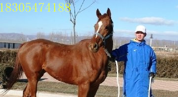 供應(yīng)經(jīng)濟(jì)效益好飼養(yǎng)的種馬