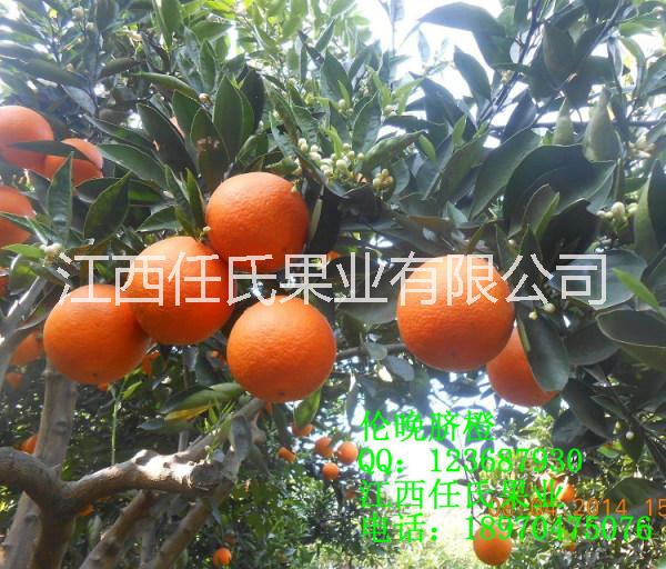 倫晚臍橙苗，倫晚橙苗，贛南橙苗，贛南臍橙苗，紐荷爾臍橙苗，奧林達(dá)夏橙苗