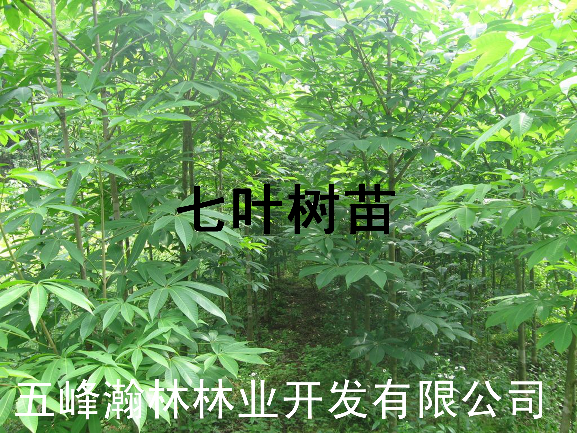 供應(yīng)七葉樹栽培技術(shù)