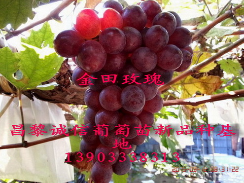 供應用于種植的早熟金田玫瑰葡萄苗，早熟金田玫瑰葡萄苗價格，早熟金田玫瑰葡萄苗批發(fā)