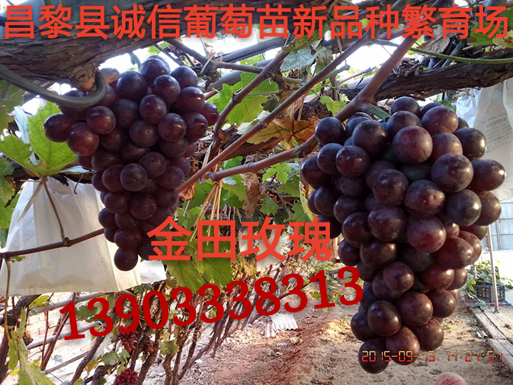 供應用于種植的早熟金田玫瑰葡萄苗，早熟金田玫瑰葡萄苗價格，早熟金田玫瑰葡萄苗批發(fā)