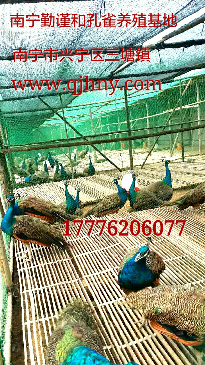 供應(yīng)廣西*-廣西*苗-廣西*養(yǎng)殖技術(shù)