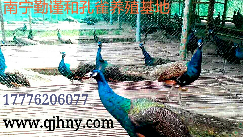 供應(yīng)廣西*-廣西*苗-廣西*養(yǎng)殖技術(shù)