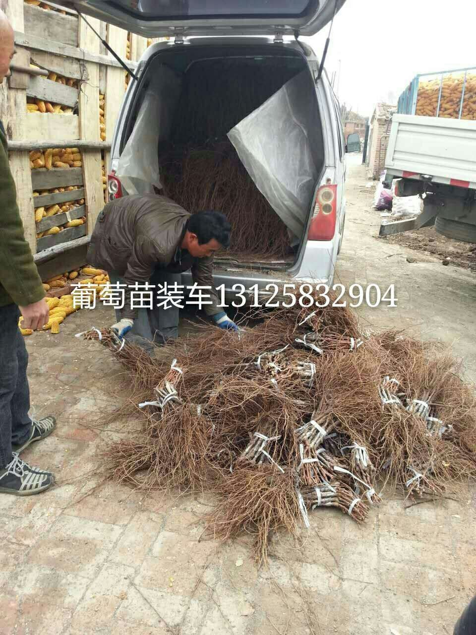遼寧葡萄苗， 遼寧出售葡萄苗，遼寧茉莉香葡萄苗報(bào)價(jià)，遼寧著色香葡萄苗基地