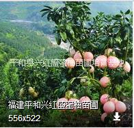 供應(yīng)平和三紅蜜柚嫁接枝條批發(fā)價格、三紅嫁接穗品種*純正
