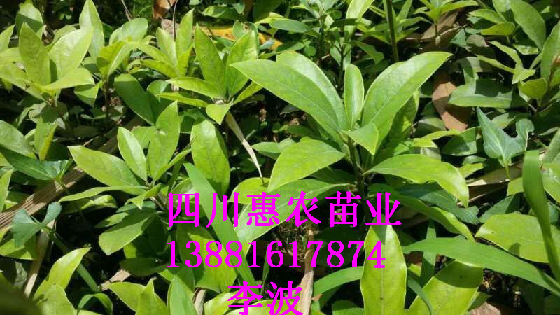 出售*茶樹(shù)苗價(jià)格批發(fā)，*茶價(jià)格，*茶樹(shù)苗種植園