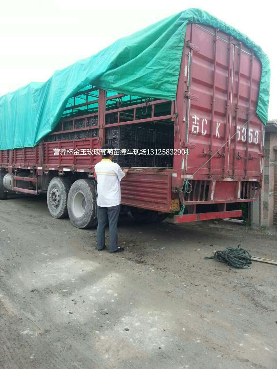 供應(yīng)長春茉莉香葡萄苗，長春茉莉香葡萄苗報價，長春茉莉香葡萄苗價格