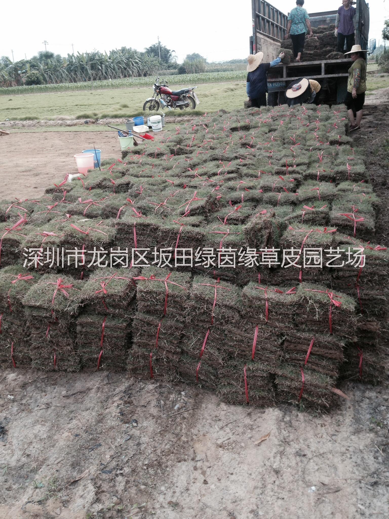 供應用于園林地被草的深圳臺灣草皮 。 東莞、惠州【綠茵緣】草皮基地批發(fā)規(guī)格24cm