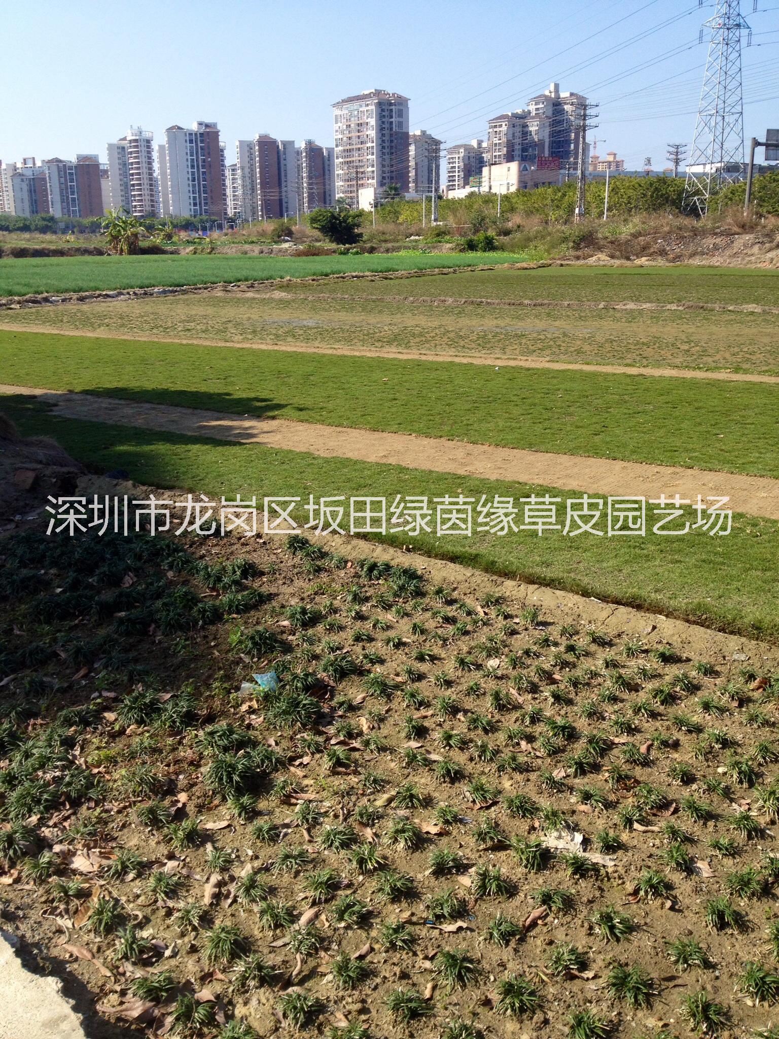 供應用于園林地被草的惠州市玉龍草【綠茵緣】基地批發(fā)：玉龍草，臺灣草，馬尼拉草皮。大葉油草皮