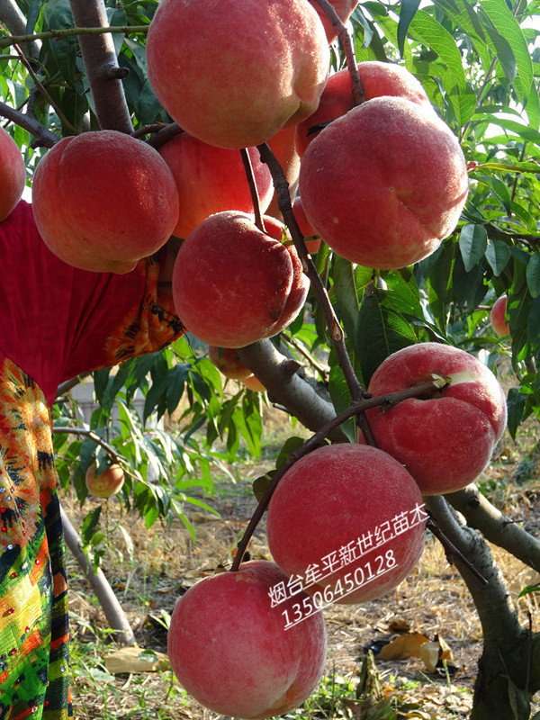 供應(yīng)優(yōu)系紅寒露蜜桃苗  離核優(yōu)系寒露蜜桃苗