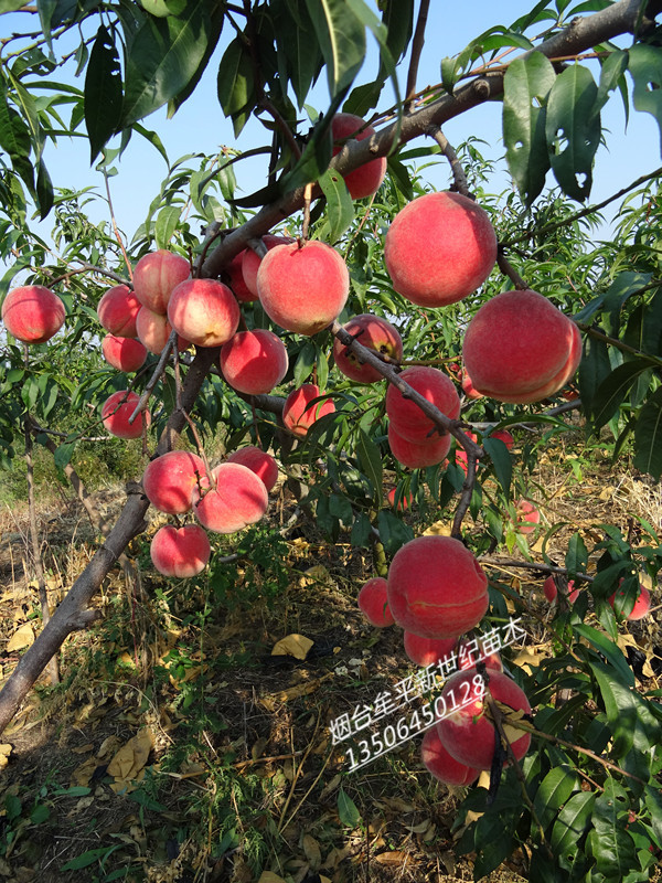 供應(yīng)四川晚熟優(yōu)系紅寒露蜜桃苗，離核優(yōu)系紅寒露蜜桃苗價格，四川桃苗