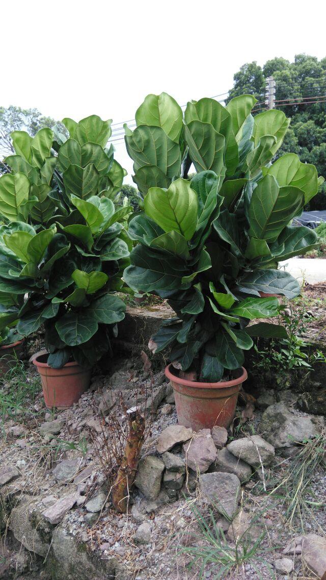 廣東琴葉榕種植基地直銷批發(fā) 琴葉榕特性 琴葉榕盆栽