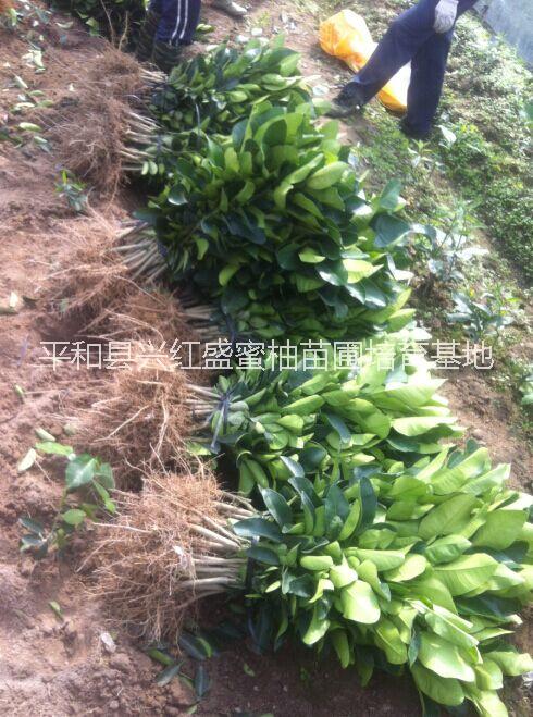供應(yīng)平和紅皮黃肉蜜柚苗*惠、紅皮黃肉蜜柚苗品種純正