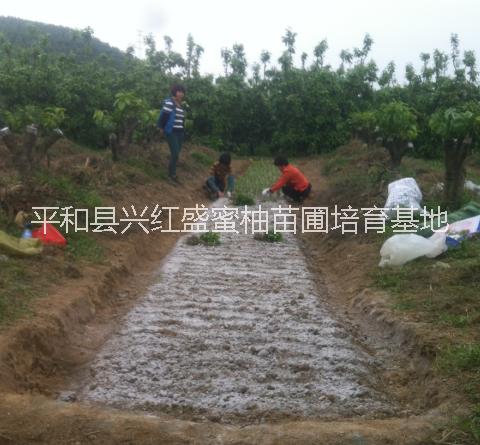 供應(yīng)種植什么品種蜜柚*平和三紅蜜柚前景好