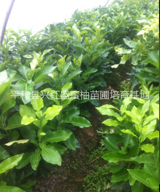 供應(yīng)平和金桔蜜柚果苗行情價格、金桔蜜柚種苗、金桔蜜柚小苗