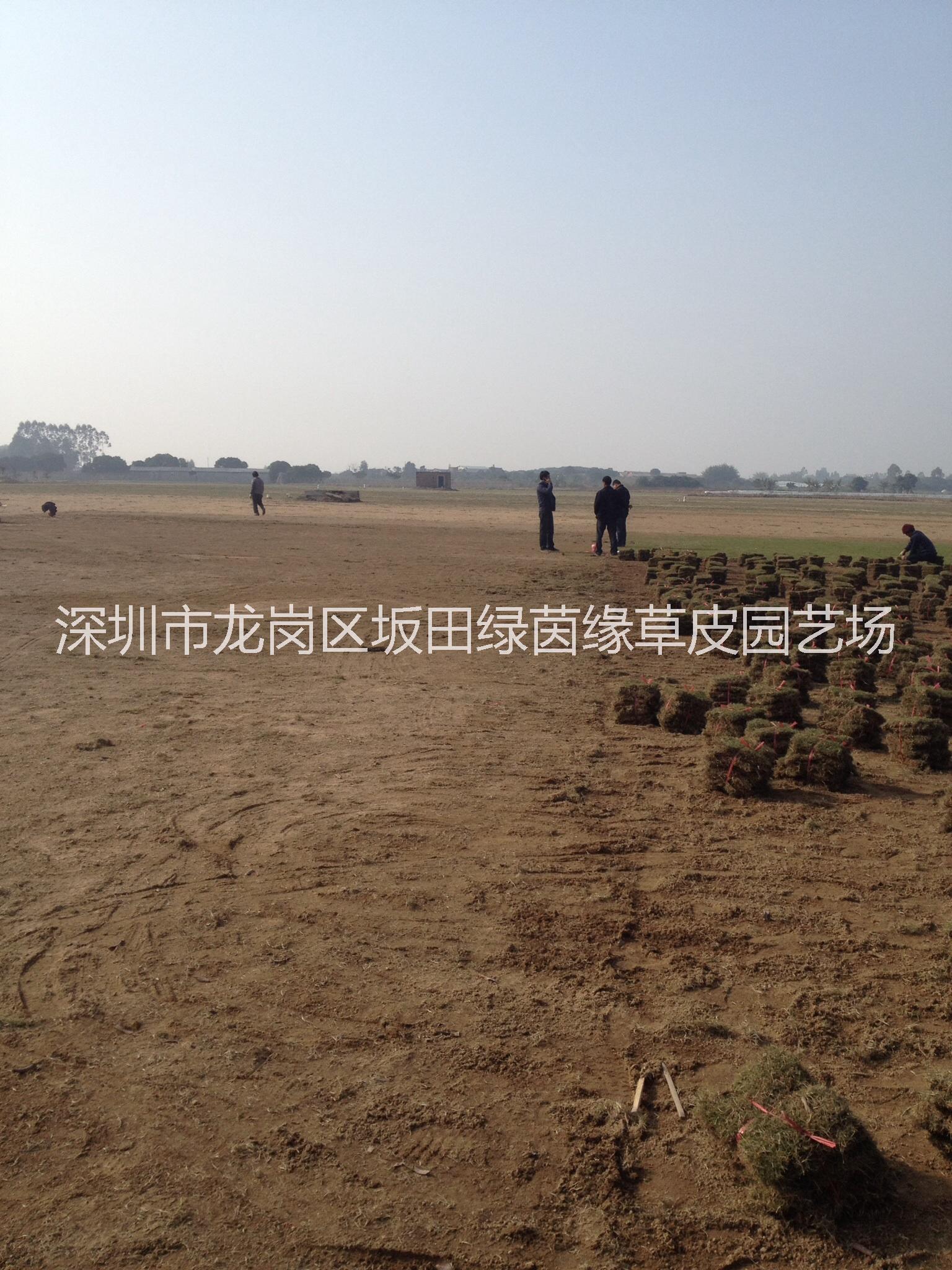 供應用于園林地被草的惠州市玉龍草【綠茵緣】基地批發(fā)：玉龍草，臺灣草，馬尼拉草皮。大葉油草皮
