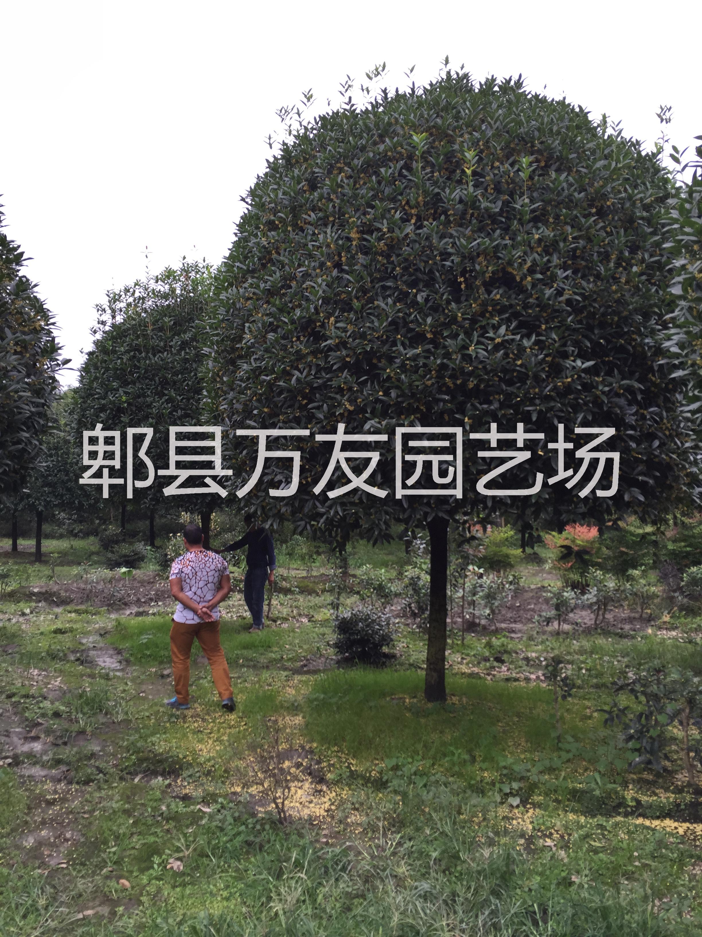 供應(yīng)四川成都高桿桂花，成都高桿桂花批發(fā)價格