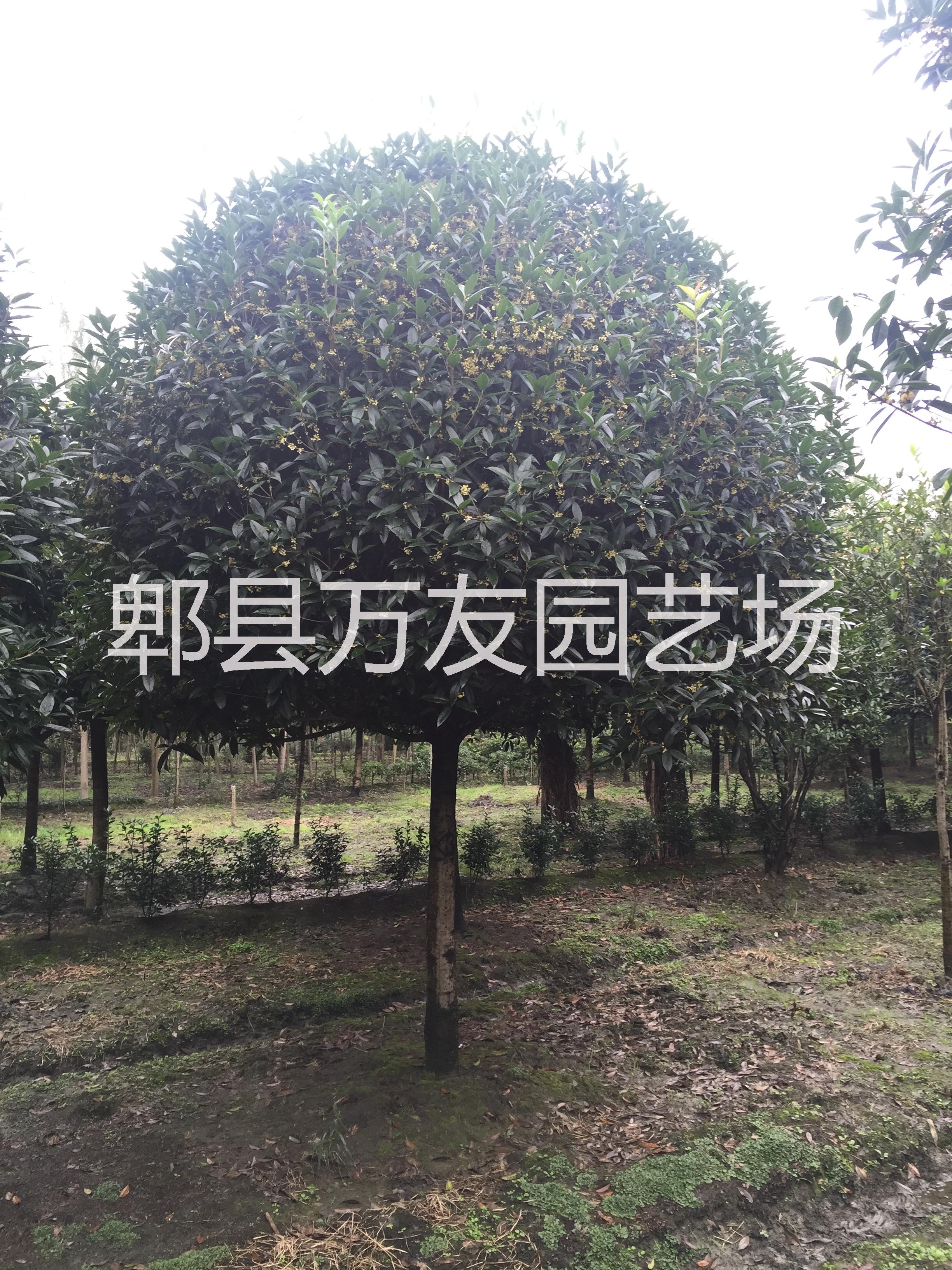 供應(yīng)高桿桂花批發(fā)/高桿桂花價(jià)格/高桿桂花/成都高桿桂花