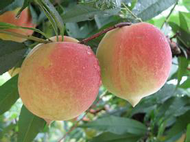 大量供應連平上坪鷹嘴桃苗 桃樹新品種 紅花品種 紅花鷹嘴蜜桃苗 鷹嘴蜜桃批發(fā)價格 鷹嘴桃種植管理技術 連平禧德福苗圃