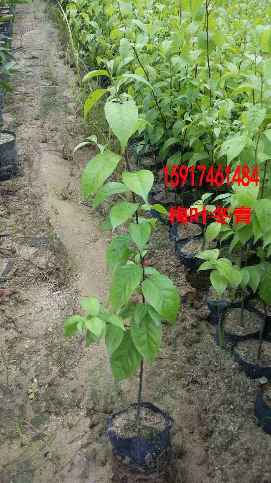 供應(yīng)用于綠化造林的廣東梅葉冬青樹苗供貨商便宜價格，南方30公分高梅葉冬青樹苗批發(fā)商，廣州40公分高梅葉冬青小苗報價