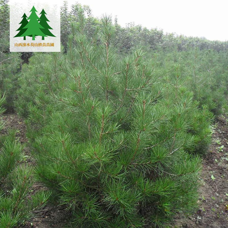 供應(yīng)用于種植的1米2米3米4米多規(guī)格白皮松基地，白皮松種植