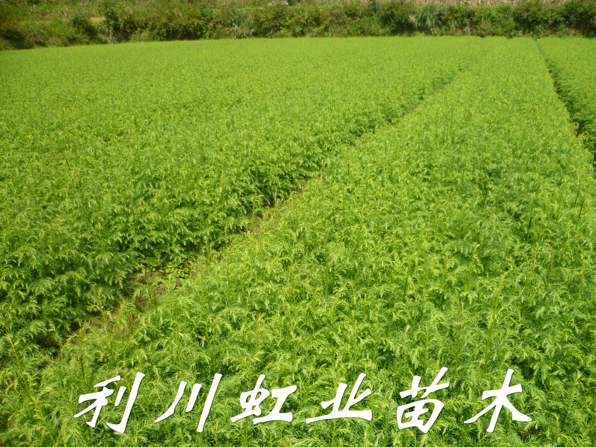 供應(yīng)柳杉樹苗