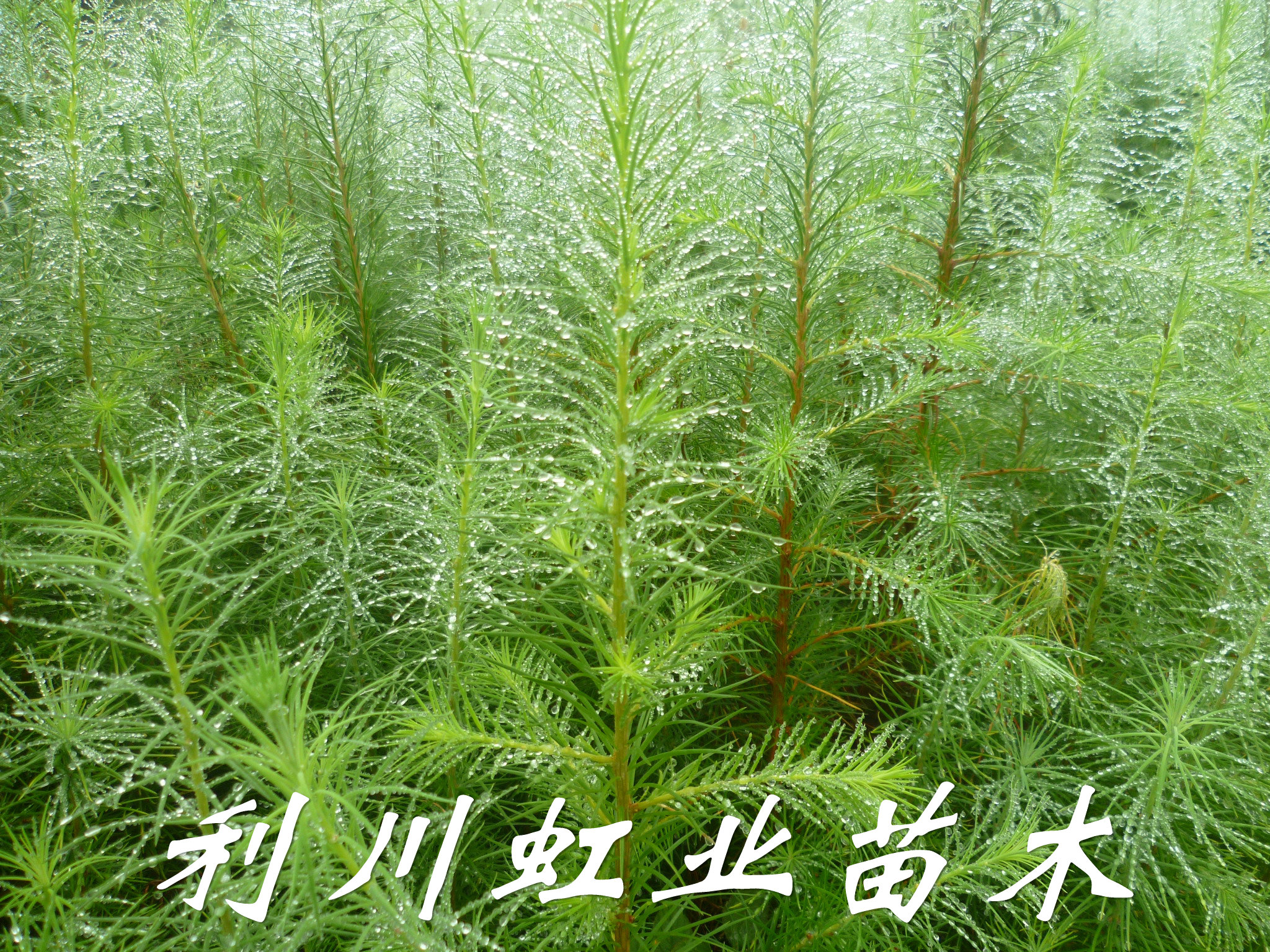 供應(yīng)30-50公分日本落葉松苗