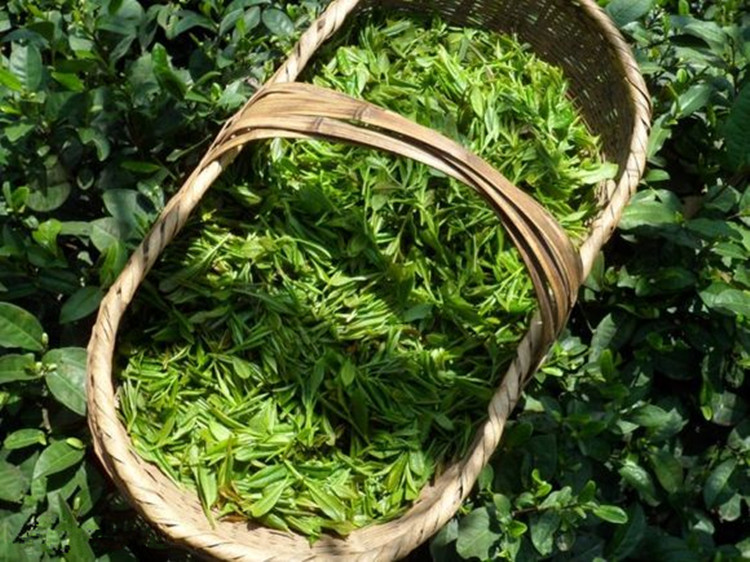 供應(yīng)信陽毛尖批發(fā) 春茶綠茶茶農(nóng)直銷