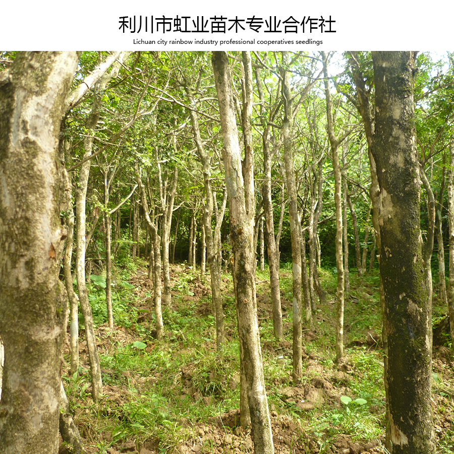 供應(yīng)小葉黃楊/5-8公分高桿小葉黃楊