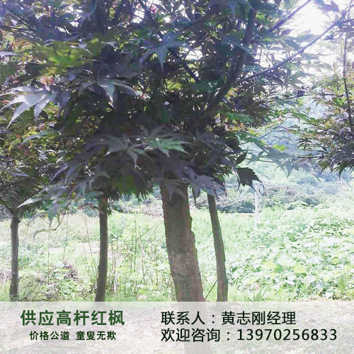 供應(yīng)林木廠家直銷供應(yīng)高桿紅楓價(jià)格實(shí)惠高桿紅楓生產(chǎn)基地批發(fā)價(jià)格