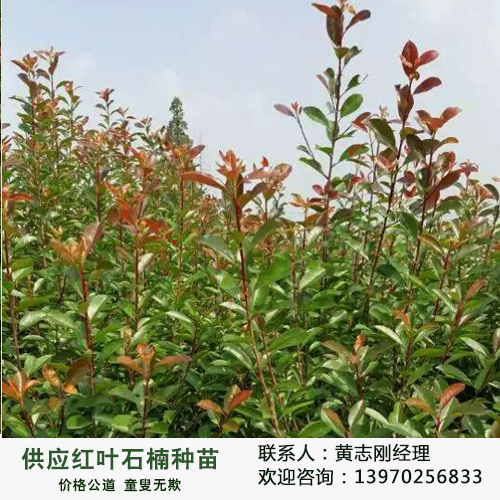 廬山林木供應(yīng)用于綠化的林木廠家直銷(xiāo)供應(yīng)2公分紅葉石楠