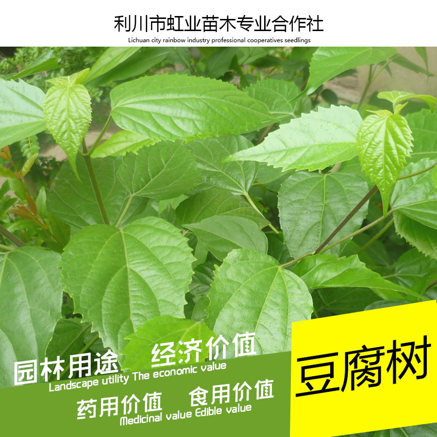 供應利川豆腐樹苗