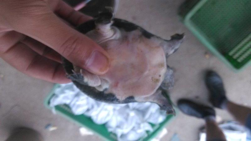 供應(yīng)用于養(yǎng)殖的重慶生態(tài)甲魚苗養(yǎng)殖批發(fā)價(jià)格/甲魚苗怎么賣